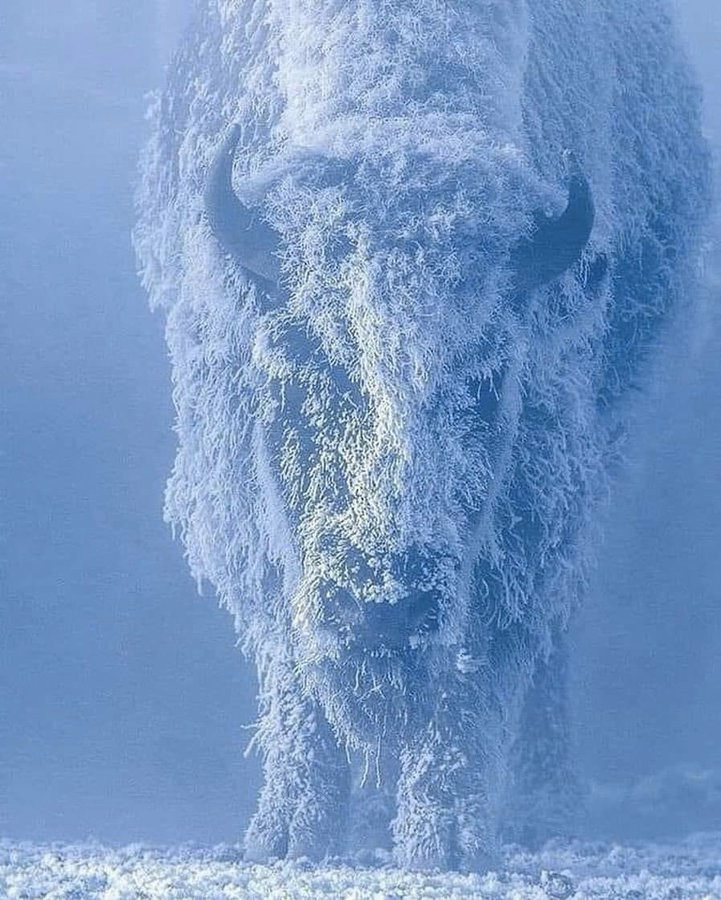 Bison snow