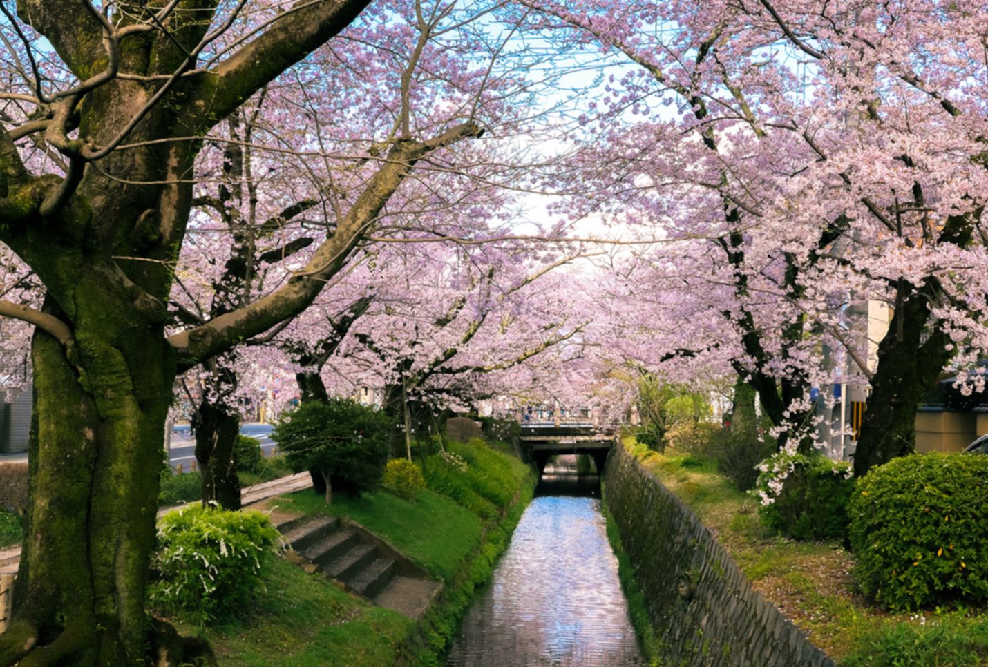 Japanese cherry blossoms