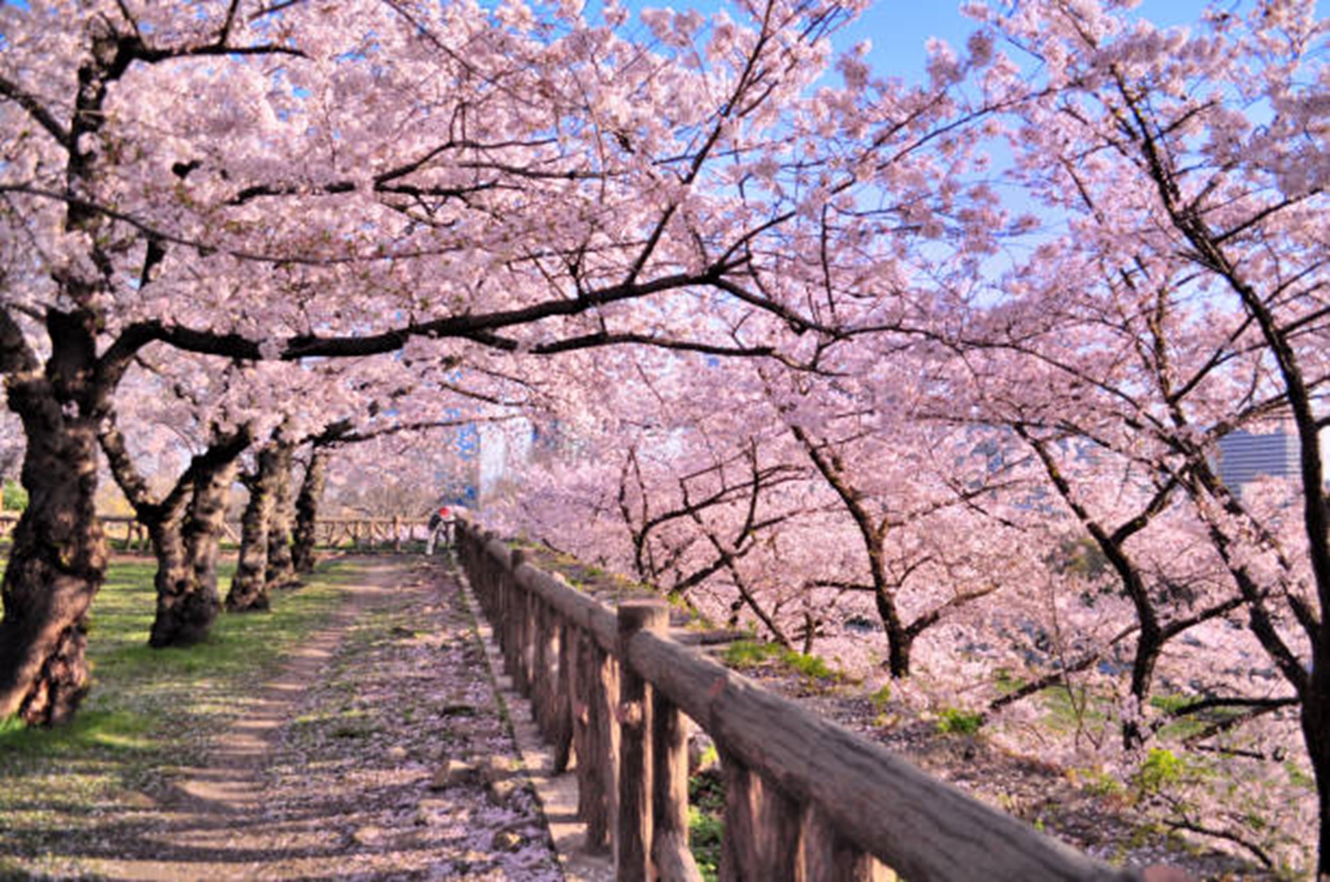 Japan blossoms