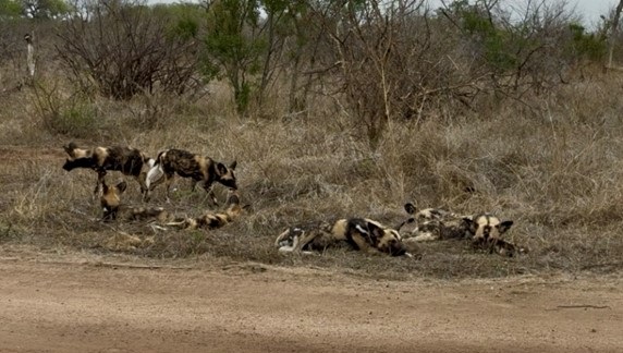 Wild dogs Wild dogs