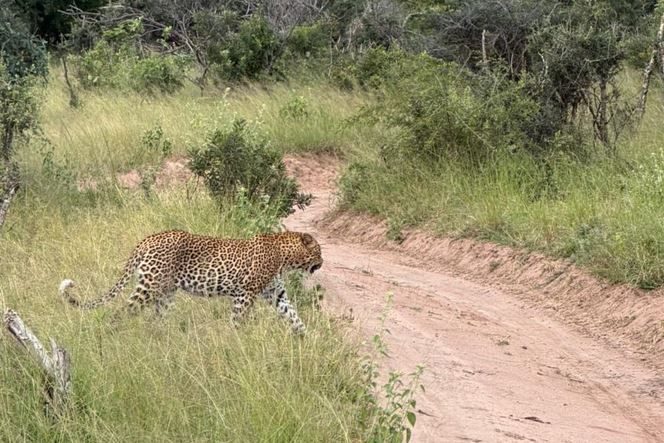 Leopard - Thornybush